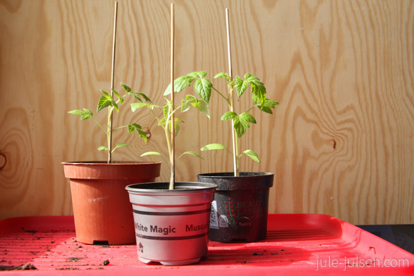 Tomatenpflanzen in Plastiktoepfen