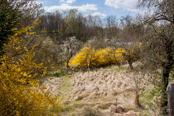 Blick auf Landschaft mit vielen gelb blühenden Forsythien