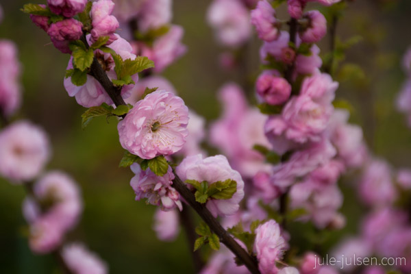 rosa farbene Blüten in Nahaufnahme
