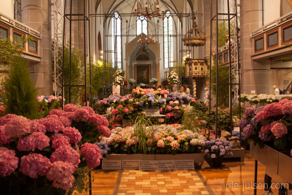 Hortensienausstellung in der Kirche