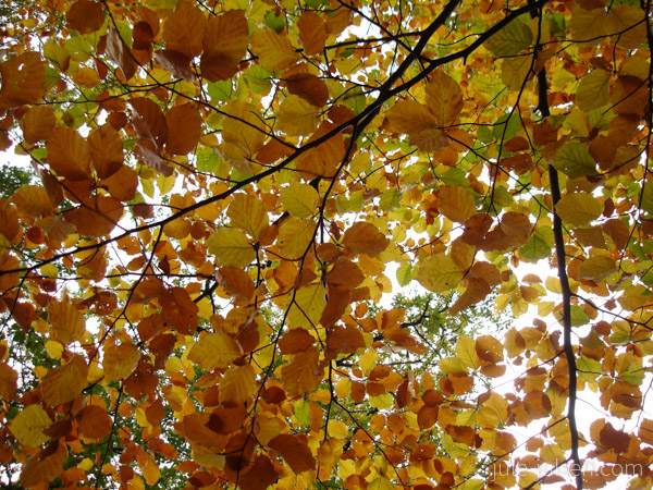 Buchenzweige mit gelbem Herbstlaub