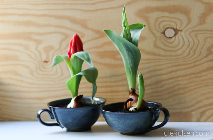 Tulpen in Keramiktassen
